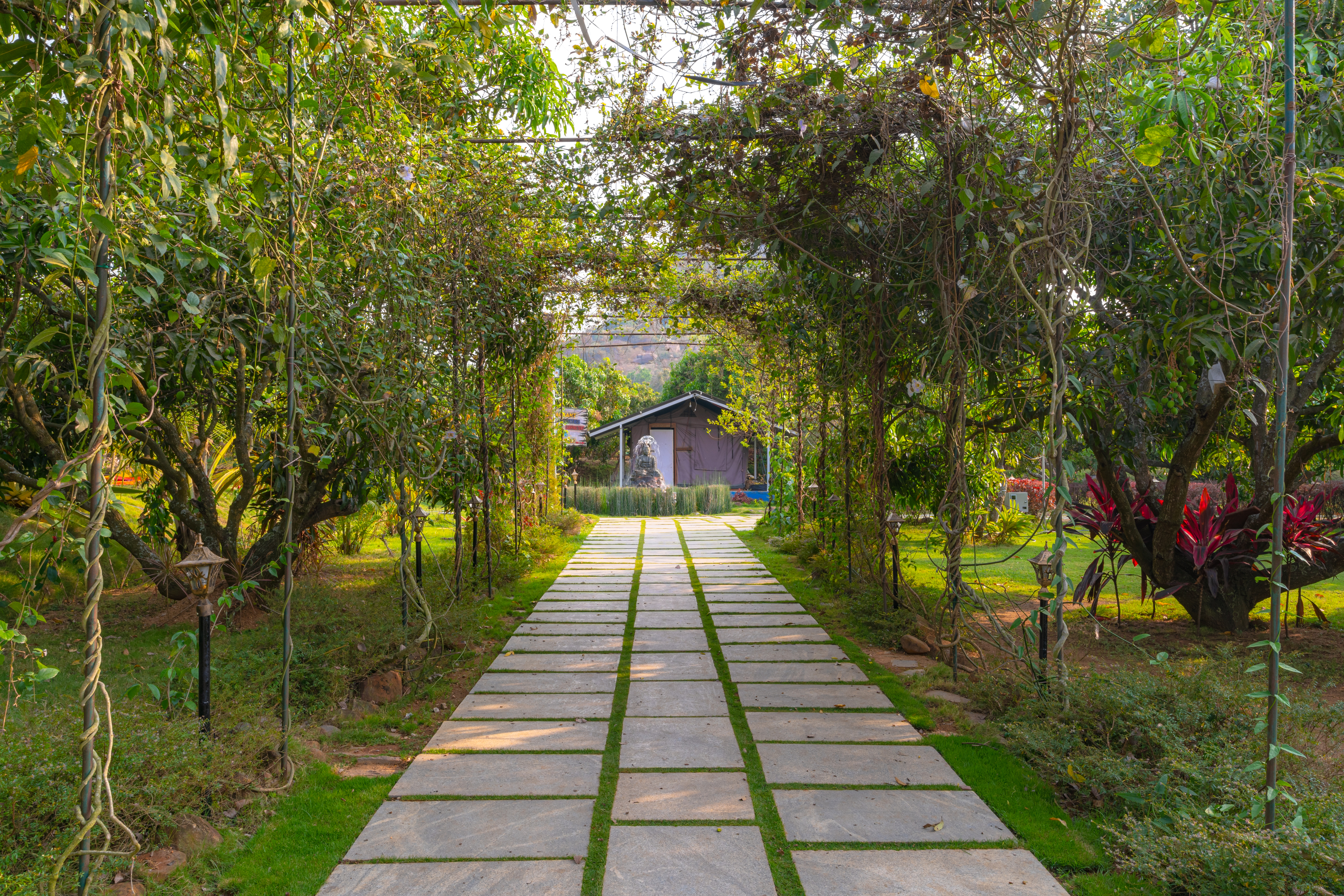 Qmangoforest pathway
